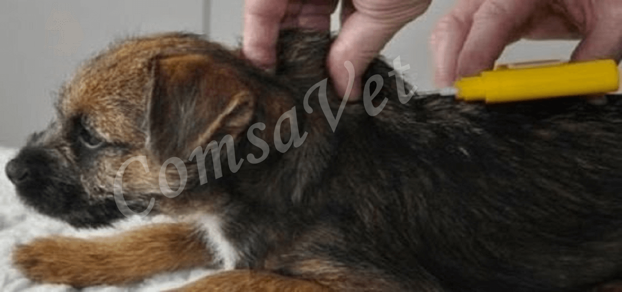 Microcipare Veterinara Galati = CMV Microcipare Caine. Microcipare Pisici.